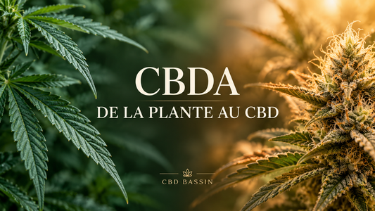 Feuilles et fleur de chanvre illustrant le passage du CBDA au CBD sous l’effet de la chaleur.