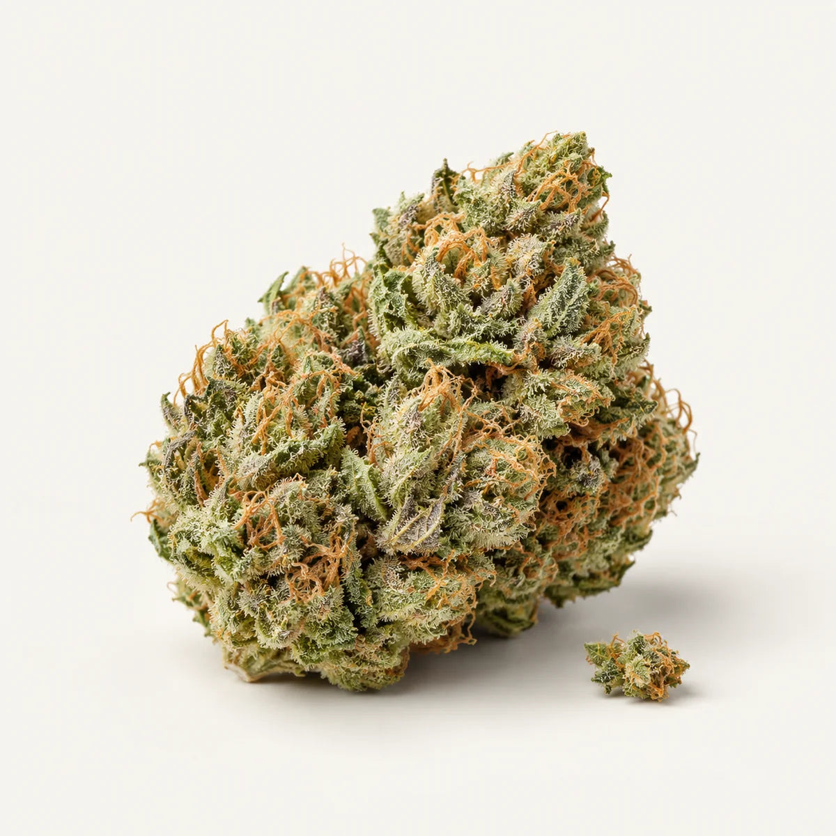 Illustration de fleurs de chanvre Tropical Haze HE sur fond clair